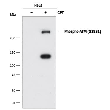 Western blot shows lysates of HeLa human cervical epithelial carcinoma cell line untreated (-) or treated (+) with 1 µM Camptothecin (CPT) for 5 hours. PVDF membrane was probed with 2 µg/mL of Rabbit Anti-Human Phospho-ATM (S1981) Monoclonal Antibody (Catalog # MAB22902) followed by HRP-conjugated Anti-Rabbit IgG Secondary Antibody (Catalog # HAF008). A specific band was detected for phospho-ATM (S1981) at approximately 300 kDa (as indicated). This experiment was conducted under reducing conditions and using Immunoblot Buffer Group 1.