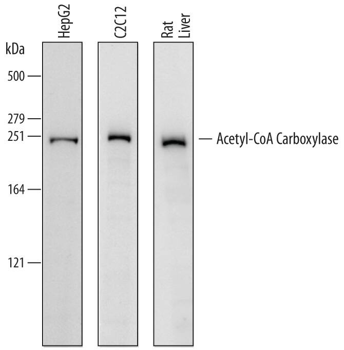 Western Blot Acetyl-CoA Carboxylase alpha/ACACA Antibody [Unconjugated]