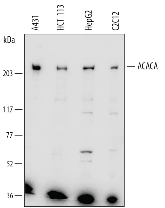 Western Blot Acetyl-CoA Carboxylase alpha/ACACA Antibody (738421)
