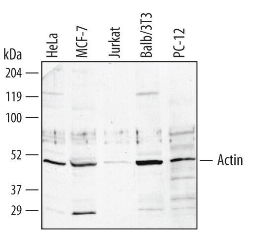 Western blot shows lysates of HeLa human cervical epithelial carcinoma cell line, MCF-7 human breast cancer cell line, Jurkat human acute T cell leukemia cell line, Balb/3T3 mouse embryonic fibroblast cell line, and PC-12 rat adrenal pheochromocytoma cell line. PVDF membrane was probed with 1 µg/mL of Sheep Anti-Human/Mouse/Rat Actin Antigen Affinity-purified Polyclonal Antibody (Catalog # AF4000) followed by HRP-conjugated Anti-Sheep IgG Secondary Antibody (Catalog # HAF016). A specific band was detected for Actin at approximately 50 kDa (as indicated). This experiment was conducted under reducing conditions and using Immunoblot Buffer Group 1.