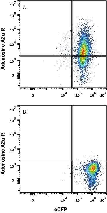 HEK293 human embryonic kidney cell line transfected with either (A) human Adenosine A2a R or (B) irrelevant transfectants and eGFP was stained with Mouse Anti-Human Adora A2 R Alexa Fluor® 647-conjugated Monoclonal Antibody (Catalog # FAB94971R). Quadrant markers were set based on control antibody staining (Catalog # IC003R). View our protocol for Staining Membrane-associated Proteins.
