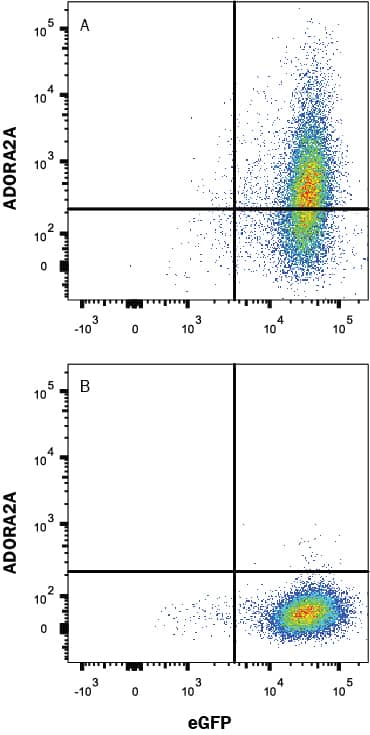 HEK293 human embryonic kidney cell line transfected with either (A) human Adenosine A2a R or (B) irrelevant transfectants and eGFP was stained with Mouse Anti-Human Adora A2 R Monoclonal Antibody (Catalog # MAB9497R) followed by Allophycocyanin-conjugated Anti-Mouse IgG Secondary Antibody (Catalog # F0101B). Quadrant markers were set based on control antibody staining (Catalog # MAB003). View our protocol for Staining Membrane-associated Proteins.