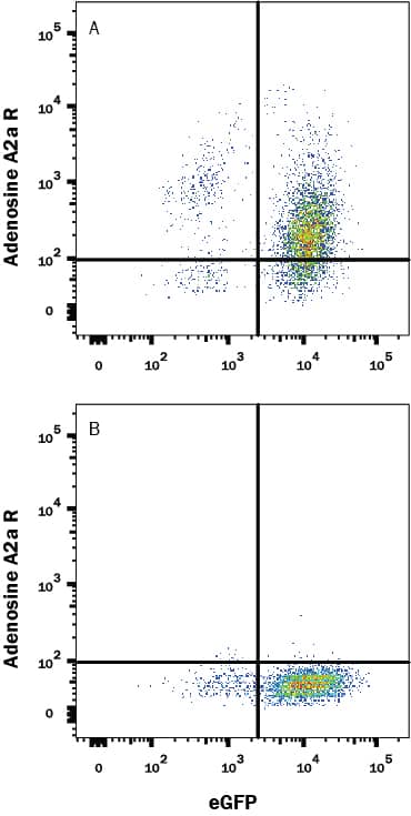HEK293 human embryonic kidney cell line transfected with either (A) human Adenosine A2a R or (B) irrelevant transfectants and eGFP was stained with Mouse Anti-Human Adora A2 R Monoclonal Antibody (Catalog # MAB9497) followed by Allophycocyanin-conjugated Anti-Mouse IgG Secondary Antibody (Catalog # F0101B). Quadrant markers were set based on control antibody staining (Catalog # MAB003). View our protocol for Staining Membrane-associated Proteins.