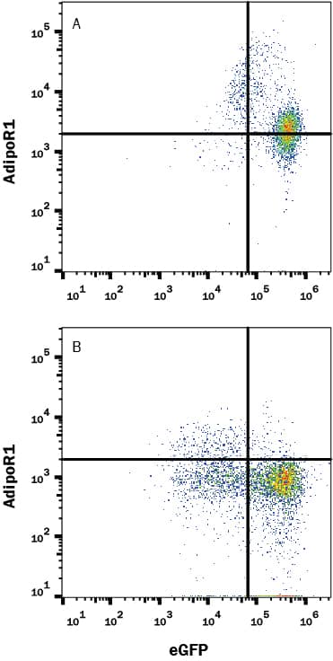 HEK293 human embryonic kidney cell line transfected with either (A) human AdipoR1 or (B) irrelevant transfectants and eGFP was stained with Rabbit Anti-Human AdipoR1 Monoclonal Antibody (Catalog # MAB10128) followed by Allophycocyanin-conjugated Anti-Rabbit IgG Secondary Antibody (Catalog # F0111). Quadrant markers were set based on control antibody staining (Catalog # MAB1050). View our protocol for Staining Membrane-associated Proteins.