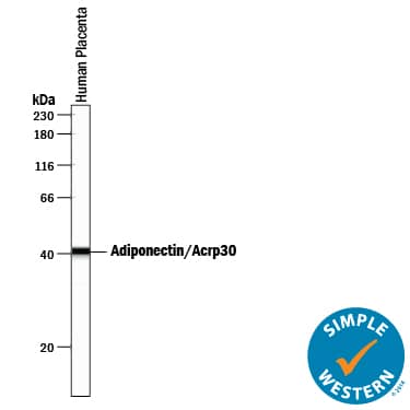 Simple Western Adiponectin/Acrp30 Antibody [Unconjugated]