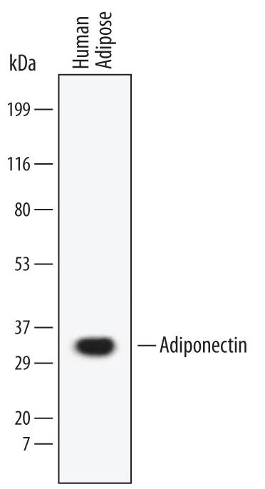 Western blot shows lysates of human adipose tissue. PVDF Membrane was probed with 2 µg/mL of Human Adiponectin/Acrp30 Monoclonal Antibody (Catalog # MAB10652) followed by HRP-conjugated Anti-Mouse IgG Secondary Antibody (Catalog # HAF007). A specific band was detected for Adiponectin/Acrp30 at approximately 32 kDa (as indicated). This experiment was conducted under reducing conditions and using Immunoblot Buffer Group 1.