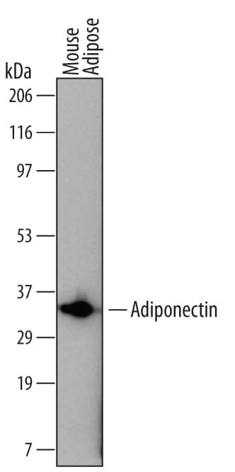 Western blot shows lysates of mouse adipose tissue. PVDF membrane was probed with 2 µg/mL of Mouse Adiponectin/Acrp30 Monoclonal Antibody (Catalog # MAB1119) followed by HRP-conjugated Anti-Rat IgG Secondary Antibody (Catalog # HAF005). A specific band was detected for Adiponectin/Acrp30 at approximately 34 kDa (as indicated). This experiment was conducted under reducing conditions and using Immunoblot Buffer Group 1.