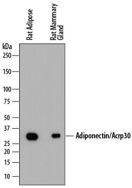 Western blot shows lysates of rat adipose tissue and rat mammary gland tissue. PVDF membrane was probed with 0.25 µg/mL of Mouse Anti-Rat Adiponectin/Acrp30 Monoclonal Antibody (Catalog # MAB3100) followed by HRP-conjugated Anti-Mouse IgG Secondary Antibody (Catalog # HAF018). A specific band was detected for Adiponectin/Acrp30 at approximately 33 kDa (as indicated). This experiment was conducted under reducing conditions and using Immunoblot Buffer Group 1.