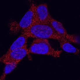 Adropin was detected in immersion fixed SH-SY5Y human neuroblastoma cell line using Mouse Anti-Human Adropin Monoclonal Antibody (Catalog # MAB9690) at 25 µg/mL for 3 hours at room temperature. Cells were stained using the NorthernLights™ 557-conjugated Anti-Mouse IgG Secondary Antibody (red; NL007) and counterstained with DAPI (blue). Specific staining was localized to cytoplasm. View our protocol for Fluorescent ICC Staining of Cells on Coverslips.