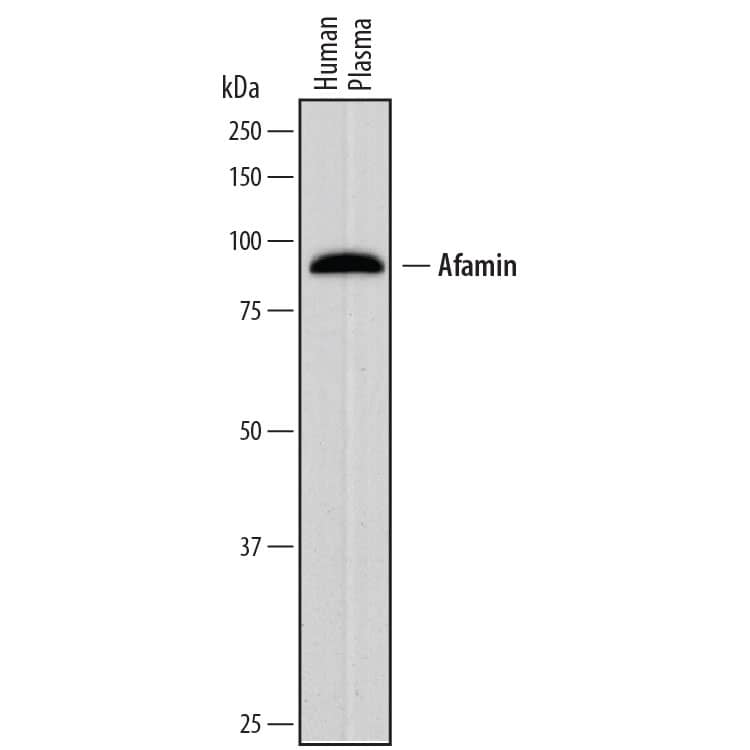 Western Blot Afamin Antibody