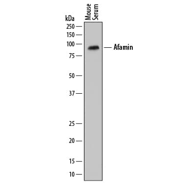 Western blot shows mouse serum. PVDF membrane was probed with 0.2 µg/mL of Sheep Anti-Mouse Afamin Antigen Affinity-purified Polyclonal Antibody (Catalog # AF8119) followed by HRP-conjugated Anti-Sheep IgG Secondary Antibody (Catalog # HAF016). A specific band was detected for Afamin at approximately 87 kDa (as indicated). This experiment was conducted under reducing conditions and using Immunoblot Buffer Group 1.