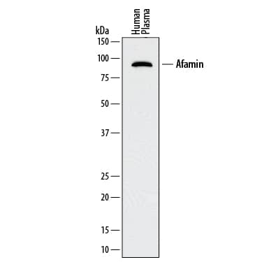 Western blot shows human plasma. PVDF membrane was probed with 0.5 µg/mL of Mouse Anti-Human Afamin Monoclonal Antibody (Catalog # MAB8065) followed by HRP-conjugated Anti-Mouse IgG Secondary Antibody (Catalog # HAF018). A specific band was detected for Afamin at approximately 85-90 kDa (as indicated). This experiment was conducted under reducing conditions and using Immunoblot Buffer Group 1.