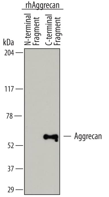 Western blot shows recombinant human Aggrecan N-terminal and C-terminal fragments. PVDF membrane was probed with 2 µg/mL of Mouse Anti-Human Aggrecan Monoclonal Antibody (Catalog # MAB64891) followed by HRP-conjugated Anti-Mouse IgG Secondary Antibody (Catalog # HAF007). A specific band was detected for the Aggrecan C-terminal fragment at approximately 55-60 kDa (as indicated). This experiment was conducted under reducing conditions and using Immunoblot Buffer Group 1.