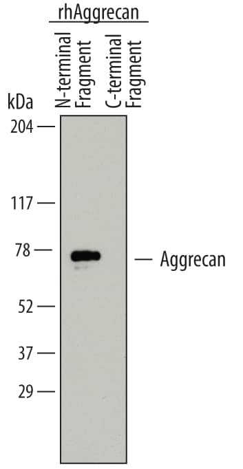 Western blot shows recombinant human Aggregan N-terminal and C-terminal fragments. PVDF membrane was probed with 2 µg/mL of Mouse Anti-Human Aggrecan Monoclonal Antibody (Catalog # MAB64892) followed by HRP-conjugated Anti-Mouse IgG Secondary Antibody (Catalog # HAF007). A specific band was detected for the Aggrecan N-terminal fragment at approximately 75 kDa (as indicated). This experiment was conducted under reducing conditions and using Immunoblot Buffer Group 1.