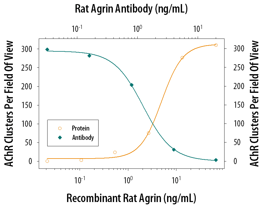 Recombinant Rat Agrin (Catalog # 550-AG) induces acetylcholine receptor clustering on chick myotubes in a dose-dependent manner (orange line). Acetylcholine Receptor Clustering elicited by Recom-binant Rat Agrin (0.016 µg/mL) is neutralized (green line) by increasing concentrations of Goat Anti-Rat Agrin Antigen Affinity-purified Polyclonal Antibody (Catalog # AF550). The ND50 is typically 0.001-0.004 µg/mL.