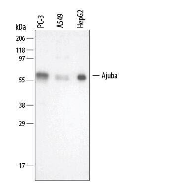 Western Blot Ajuba Antibody [Unconjugated]