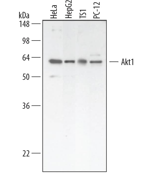 Western blot shows lysates of HeLa human cervical epithelial carcinoma cell line, HepG2 human hepatocellular carcinoma cell line, TS1 mouse helper T cell line, and PC-12 rat adrenal pheochromocytoma cell line. PVDF membrane was probed with 0.1 µg/mL Rabbit Anti-Human/Mouse/Rat Akt1 Antigen Affinity-purified Polyclonal Antibody (Catalog # AF1775) followed by HRP-conjugated Anti-Rabbit IgG Secondary Antibody (Catalog # HAF008). A specific band for Akt1 was detected at approximately 60 kDa (as indicated). This experiment was conducted under reducing conditions and using Immunoblot Buffer Group 1.