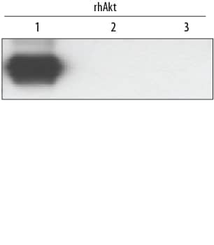 Western blot shows recombinant human Akt1, Akt2, and Akt3 (1 ng/lane). PVDF membrane was probed with 0.1 µg/mL Rabbit Anti-Human/Mouse/Rat Akt1 Antigen Affinity-purified Polyclonal Antibody (Catalog # AF1775) followed by HRP-conjugated Anti-Rabbit IgG Secondary Antibody (Catalog # HAF008). A specific band for Akt1 was detected at approximately 60 kDa (as indicated). This experiment was conducted under reducing conditions and using Immunoblot Buffer Group 1.