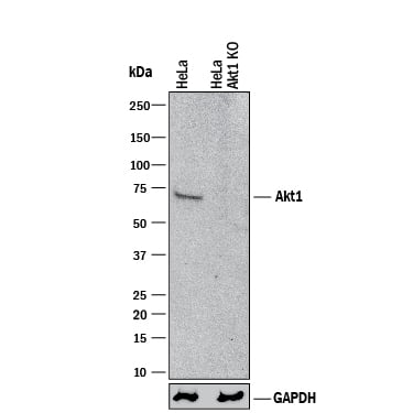 <b>Genetic Strategies Validation. </b>Western blot shows lysates of HeLa human cervical epithelial carcinoma parental cell line and Atk1 knockout HeLa cell line (KO). PVDF membrane was probed with 0.2 µg/mL of Mouse Anti-Human/Mouse/Rat Akt1 Monoclonal Antibody (Catalog # MAB1775) followed by HRP-conjugated Anti-Mouse IgG Secondary Antibody (Catalog # HAF018). A specific band was detected for Akt1 at approximately 72 kDa (as indicated) in the parental HeLa cell line, but is not detectable in knockout HeLa cell line. GAPDH (Catalog # MAB5718) is shown as a loading control. This experiment was conducted under reducing conditions and using Immunoblot Buffer Group 1.