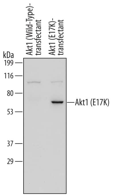 Western blot shows lysates of 293-EBNA human EBV-expressing embryonic kidney cell line either transfected with Akt1 (wild-type) or transfected with Akt1 (E17K Mutation). PVDF membrane was probed with 0.5 µg/mL of Mouse Anti-Human Akt1 (E17K Mutation) Monoclonal Antibody (Catalog # MAB6815) followed by HRP-conjugated Anti-Mouse IgG Secondary Antibody (Catalog # HAF007). A specific band was detected for Akt1 (E17K Mutation) at approximately 60 kDa (as indicated). This experiment was conducted under reducing conditions and using Immunoblot Buffer Group 1.