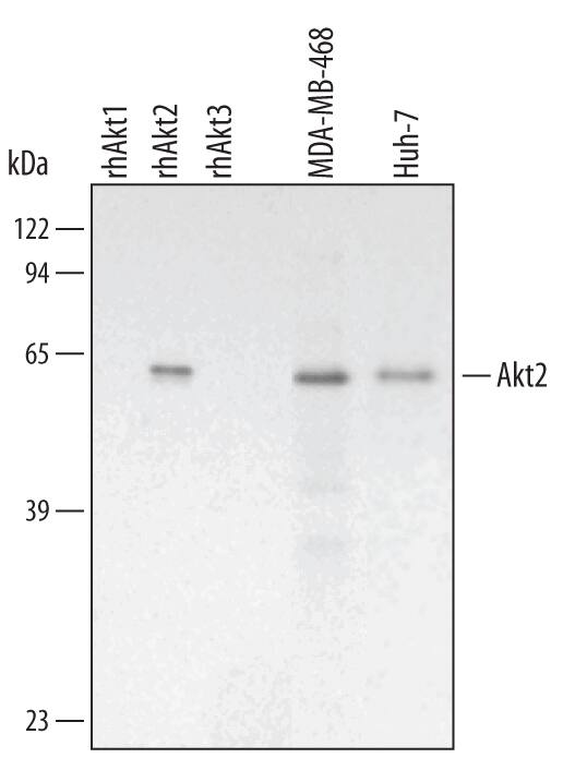Western blot shows lysates of MDA-MB-468 human breast cancer cell line and Huh-7 human hepatoma cell line. PVDF membrane was probed with 2 µg/mL Mouse Anti-Human/Mouse/Rat Akt2 Monoclonal Antibody (Catalog # MAB2315) followed by HRP-conjugated Anti-Mouse IgG Secondary Antibody (Catalog # HAF007). For additional reference, Recombinant Human Active Akt1 (Catalog # 1775-KS), recombinant human Akt2, and recombinant human Akt3 (2 ng/lane) were included. A specific band for Akt2 was detected at approximately 60 kDa (as indicated). This experiment was conducted under reducing conditions and using Immunoblot Buffer Group 3.