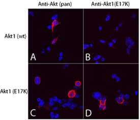 Akt pan specific (panels A and C) and Akt1 (E17K Mutation) (panels B and D) were detected in immersion fixed 293T human embryonic kidney cell line transfected with wild type (panels A and B) or E17K mutated (panels C and D) Akt1 using Mouse Anti-Human/Mouse/Rat Akt Pan Specific Monoclonal Antibody (Catalog # MAB2055) and Mouse Anti-Human Akt1 (E17K Mutation) Monoclonal Antibody (Catalog # MAB6815). Both antibodies were used at 10 µg/mL for 3 hours at room temperature. Cells were stained using the NorthernLights™ 557-conjugated Anti-Mouse IgG Secondary Antibody (red; Catalog # NL007) and counterstained with DAPI (blue). Specific staining was localized to plasma membranes and cytoplasm. View our protocol for Fluorescent ICC Staining of Cells on Coverslips.