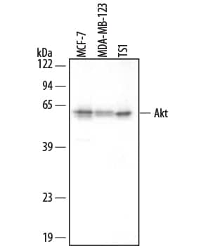 Western blot shows lysates of MCF-7 human breast cancer cell line, MBA-MB-123 human breast cancer cell line, and TS1 mouse helper T cell line. PVDF membrane was probed with 0.2 µg/mL Mouse Anti-Human/Mouse/Rat Akt Pan Specific Monoclonal Antibody (Catalog # MAB2055) followed by HRP-conjugated Anti-Mouse IgG Secondary Antibody (Catalog # HAF007). This experiment was conducted under reducing conditions and using Immunoblot Buffer Group 4.