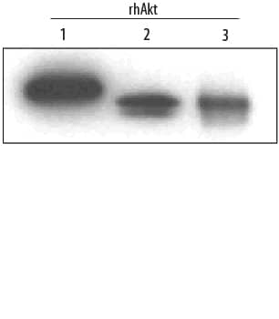Western blot shows Recombinant Human Active Akt1 (Catalog # 1775-KS), recombinant human Akt2, and recombinant human Akt3 (5 ng/lane). PVDF membrane was probed with 0.2 µg/mL Mouse Anti-Human/Mouse/Rat Akt Pan Specific Monoclonal Antibody (Catalog # MAB2055) followed by HRP-conjugated Anti-Mouse IgG Secondary Antibody (Catalog # HAF007). This experiment was conducted under reducing conditions and using Immunoblot Buffer Group 4.