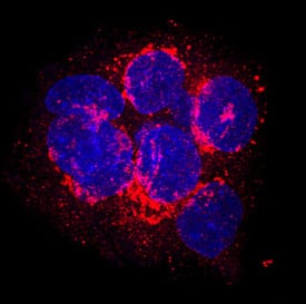 Serum Albumin was detected in immersion fixed HepG2 human hepatocellular carcinoma cell line using Goat Anti-Human/Mouse Serum Albumin Antigen Affinity-purified Polyclonal Antibody (Catalog # AF3329) at 10 µg/mL for 3 hours at room temperature. Cells were stained using the NorthernLights™ 557-conjugated Anti-Goat IgG Secondary Antibody (red; Catalog # NL001) and counterstained with DAPI (blue). Specific staining was localized to cytoplasm. View our protocol for Fluorescent ICC Staining of Cells on Coverslips.