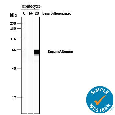 Simple Western lane view shows lysates of iBJ6 human induced pluripotent stem cell line undifferentiated (0) and hepatocyte differentiated for 14 and 20 days, loaded at 0.2 mg/mL. A specific band was detected for Albumin at approximately 64 kDa (as indicated) using 10 µg/mL of Goat Anti-Human/Mouse Serum Albumin Antigen Affinity-purified Polyclonal Antibody (Catalog # AF3329) followed by 1:50 dilution of HRP-conjugated Anti-Goat IgG Secondary Antibody (Catalog # HAF109). This experiment was conducted under reducing conditions and using the 12-230 kDa separation system.
