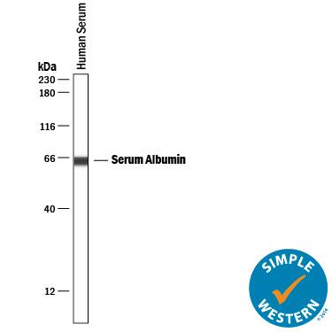 Simple Western lane view shows lysates of human serum, loaded at 1:25000. A specific band was detected for Albumin at approximately 64 kDa (as indicated) using 5 µg/mL of Goat Anti-Human/Mouse Serum Albumin Antigen Affinity-purified Polyclonal Antibody (Catalog # AF3329) followed by 1:50 dilution of HRP-conjugated Anti-Goat IgG Secondary Antibody (Catalog # HAF109). This experiment was conducted under reducing conditions and using the 12-230 kDa separation system.