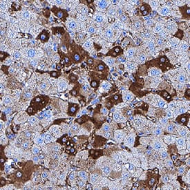 Immunohistochemistry Albumin Antibody (188835) [Unconjugated] - Serum