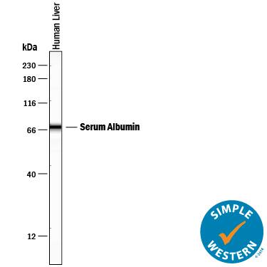 Simple Western lane view shows lysates of human liver tissue, loaded at 0.2 mg/mL. A specific band was detected for Albumin at approximately 64 kDa (as indicated) using 10 µg/mL of Mouse Anti-Human Serum Albumin Monoclonal Antibody (Catalog # MAB1455). This experiment was conducted under reducing conditions and using the 12-230 kDa separation system.