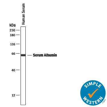 Simple Western lane view shows lysates of human serum, loaded at 1:25000. A specific band was detected for Albumin at approximately 64 kDa (as indicated) using 1 µg/mL of Mouse Anti-Human Serum Albumin Monoclonal Antibody (Catalog # MAB1455) . This experiment was conducted under reducing conditions and using the 12-230 kDa separation system.