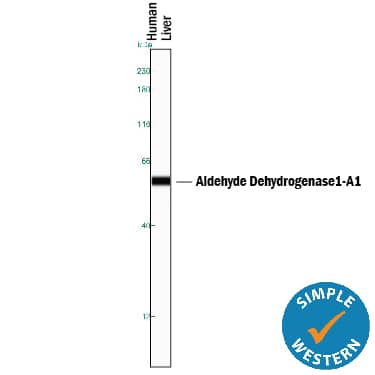 Simple Western Aldehyde Dehydrogenase 1-A1/ALDH1A1 Antibody (703410) [Unconjugated]