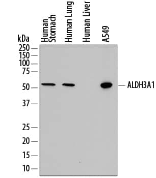 Western blot shows lysates of human stomach tissue, human lung tissue, human liver tissue, and A549 human lung carcinoma cell line. PVDF membrane was probed with 0.25 µg/mL of Sheep Anti-Human Aldehyde Dehydrogenase 3-A1/ALDH3A1 Antigen Affinity-purified Polyclonal Antibody (Catalog # AF6705) followed by HRP-conjugated Anti-Sheep IgG Secondary Antibody (Catalog # HAF016). A specific band was detected for Aldehyde Dehydrogenase 3-A1/ALDH3A1 at approximately 55 kDa (as indicated). This experiment was conducted under reducing conditions and using Immunoblot Buffer Group 1.