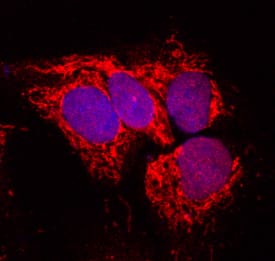 Immunocytochemistry Aldehyde Oxidase 1/AOX1 Antibody [Unconjugated]
