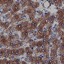 Immunohistochemistry Aldehyde Oxidase 1/AOX1 Antibody [Unconjugated]