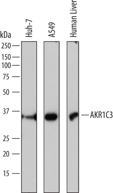 Western blot shows lysates of Huh-7 human hepatoma cell line, A549 human lung carcinoma cell line, and human liver tissue. PVDF membrane was probed with 0.1 µg/mL of Sheep Anti-Human Aldo-keto Reductase 1C3/AKR1C3 Antigen Affinity-purified Polyclonal Antibody (Catalog # AF7678) followed by HRP-conjugated Anti-Sheep IgG Secondary Antibody (Catalog # HAF016). A specific band was detected for Aldo-keto Reductase 1C3/AKR1C3 at approximately 35-36 kDa (as indicated). This experiment was conducted under reducing conditions and using Immunoblot Buffer Group 1.