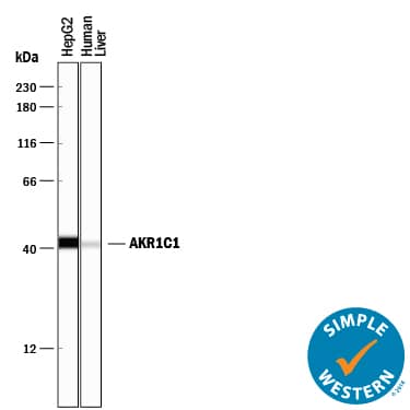 Simple Western Aldo-keto Reductase 1C1/AKR1C1 Antibody (859026) [Unconjugated]