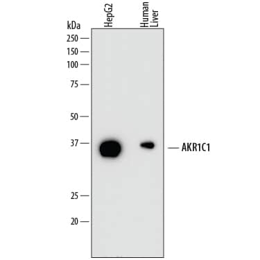 Western Blot Aldo-keto Reductase 1C1/AKR1C1 Antibody (859026) [Unconjugated]