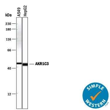 Simple Western lane view shows lysates of A549 human lung carcinoma cell line and HepG2 human hepatocellular carcinoma cell line, loaded at 0.5 mg/mL. A specific band was detected for Aldo-keto Reductase 1C3/AKR1C3 at approximately 45 kDa (as indicated) using 5 µg/mL of Mouse Anti-Human Aldo-keto Reductase 1C3/AKR1C3 Monoclonal Antibody (Catalog # MAB7678) . This experiment was conducted under reducing conditions and using the 12-230 kDa separation system.