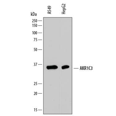 Western blot shows lysates of A549 human lung carcinoma cell line and HepG2 human hepatocellular carcinoma cell line. PVDF membrane was probed with 0.5 µg/mL of Mouse Anti-Human Aldo-keto Reductase 1C3/AKR1C3 Monoclonal Antibody (Catalog # MAB7678) followed by HRP-conjugated Anti-Mouse IgG Secondary Antibody (Catalog # HAF018). A specific band was detected for Aldo-keto Reductase 1C3/AKR1C3 at approximately 36 kDa (as indicated). This experiment was conducted under reducing conditions and using Immunoblot Buffer Group 1.