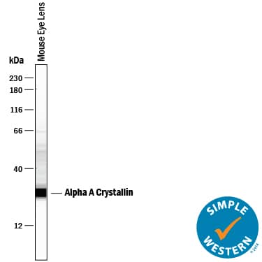 Simple Western lane view shows lysates of mouse eye lens tissue, loaded at 0.2 mg/mL. A specific band was detected for AlphaA Crystallin/CRYAA at approximately 28 kDa (as indicated) using 1 µg/mL of Goat Anti-Human/Mouse AlphaA Crystallin/CRYAA Antigen Affinity-purified Polyclonal Antibody (Catalog # AF4848) followed by 1:50 dilution of HRP-conjugated Anti-Goat IgG Secondary Antibody (Catalog # HAF109). This experiment was conducted under reducing conditions and using the 12-230 kDa separation system.