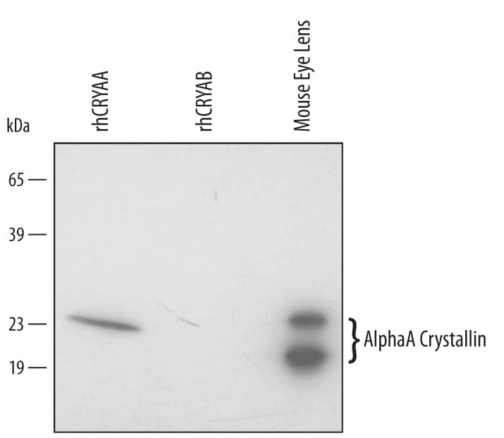 Western blot shows lysates of mouse eye lens tissue. PVDF membrane was probed with 0.1 µg/mL Goat Anti-Human/Mouse AlphaA Crystallin/CRYAA Antigen Affinity-purified Polyclonal Antibody (Catalog # AF4848) followed by HRP-conjugated Anti-Goat IgG Secondary Antibody (Catalog # HAF017). For additional reference, recombinant human CRYAA and CRYAB (5 ng/lane) were included. Bands for AlphaA Crystallin/CRYAA were detected at approximately 20 - 23 kDa (as indicated). This experiment was conducted under reducing conditions and using Immunoblot Buffer Group 2.
