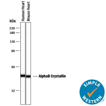 Simple Western lane view shows lysates of human heart tissue and mouse heart tissue, loaded at 0.2 mg/mL. A specific band was detected for AlphaB Crystallin/CRYAB at approximately 29 kDa (as indicated) using 2 µg/mL of Goat Anti-Human/Mouse/Rat AlphaB Crystallin/CRYAB Antigen Affinity-purified Polyclonal Antibody (Catalog # AF4849) followed by 1:50 dilution of HRP-conjugated Anti-Goat IgG Secondary Antibody (Catalog # HAF109). This experiment was conducted under reducing conditions and using the 12-230 kDa separation system.