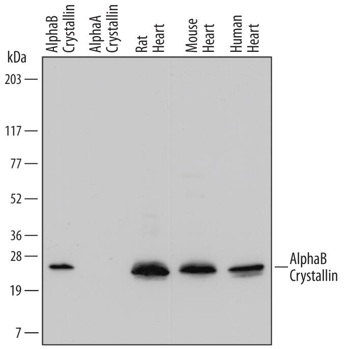 Western blot shows lysates of rat heart tissue, mouse heart tissue, and human heart tissue. PVDF membrane was probed with 0.1 µg/mL of Mouse Anti-Human/Mouse/Rat AlphaB Crystallin/CRYAB Monoclonal Antibody (Catalog # MAB4849) followed by HRP-conjugated Anti-Mouse IgG Secondary Antibody (Catalog # HAF007). For additional reference, recombinant human AlphaB Crystallin/CRYAB and recombinant human AlphaA Crystallin/CRYAA (5 ng/lane) were included. A specific band was detected for AlphaB Crystallin/CRYAB at approximately 23 kDa (as indicated). This experiment was conducted under reducing conditions and using Immunoblot Buffer Group 1.