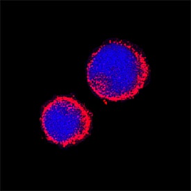Immunocytochemistry Aminopeptidase N/CD13 Antibody [Unconjugated]