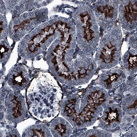 Immunohistochemistry Aminopeptidase N/CD13 Antibody [Unconjugated]