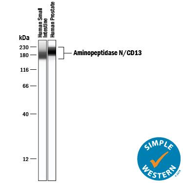Simple Western lane view shows lysates of human small intestine tissue and human prostate tissue, loaded at 0.5 mg/mL. A specific band was detected for Aminopeptidase N/CD13 at approximately 177-198 kDa (as indicated) using 10 µg/mL of Sheep Anti-Human Aminopeptidase N/CD13 Antigen Affinity-purified Polyclonal Antibody (Catalog # AF3815) followed by 1:50 dilution of HRP-conjugated Anti-Sheep IgG Secondary Antibody (Catalog # HAF016). This experiment was conducted under reducing conditions and using the 12-230 kDa separation system.